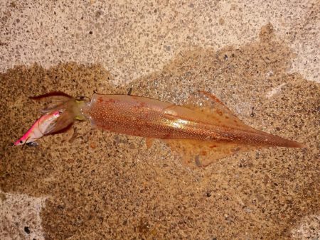 かなりのウネリの中で